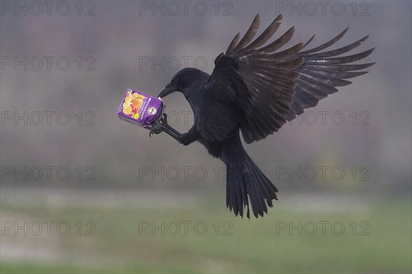 A carrion crow (Corvus corone) flies through the air with a sap packet in its claws, Hesse,
