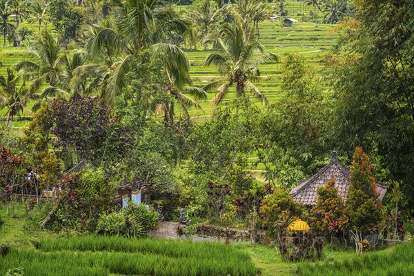 Jatiluwih, rice terrace, temple, Hinduism, agriculture, export, tourism, travel, landscape, UNESCO,