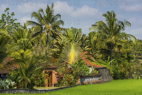 Resort in the rice paddies, residential house, architecture, travel, tourism, Ubud in Bali,