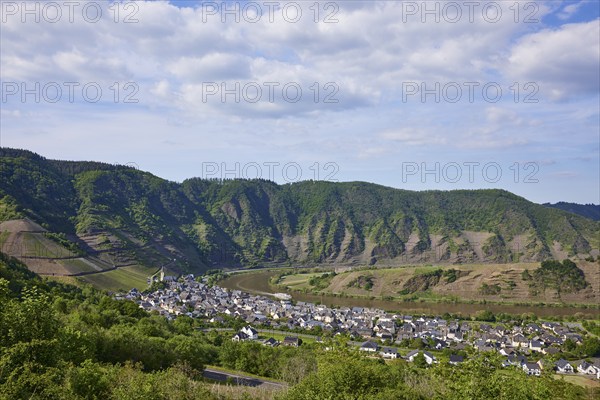 Moselle with vineyards of the Calmont and the town of Bremm, district of Cochem-Zell,