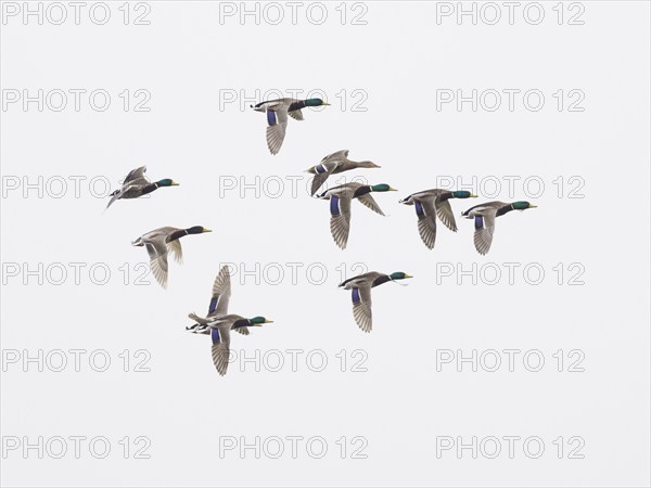 Mallard (Anas platyrhynchos), flock of ducks in flight against a grey sky background, island of