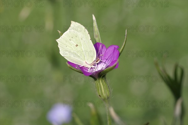Brimstone (Gonepteryx rhamni), macro, butterfly, corn cockle, flower, The lemon butterfly sucks