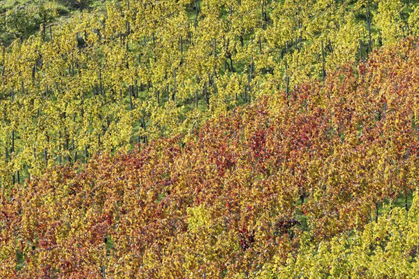 Vineyards in autumn, Rotenberg, Stuttgart, Baden-Württemberg, Germany, Europe