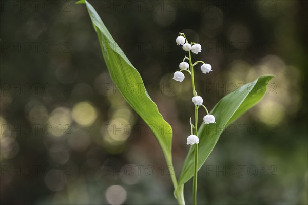 Lily of the valley (Convallaria majalis), Emsland, Lower Saxony, Germany, Europe