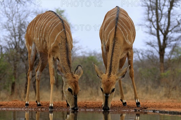 Nyala (Tragelaphus angasii), adult, female, two females, drinking, at the water, Kruger National