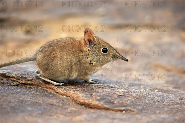 Short-eared elephant shrew, (Macroscelides probosideus), adult, foraging, Mountain Zebra National