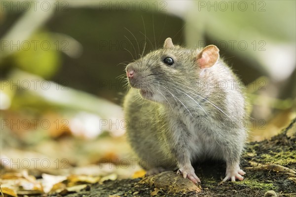 Close-up of a Norway rat (Rattus norvegicus) in the forest. It is sitting on the ground and looking