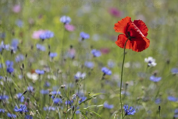 Flower meadow with poppy flower (Papaver rhoeas) and cornflowers (Centaurea cyanea), Emsland, Lower
