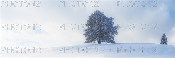 European beech, Fagus sylvatica, in winter, solitary tree near Rieden am Forggensee, Ostallgäu,
