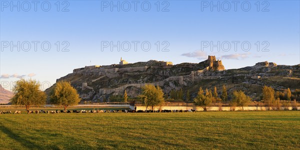Sheep herd grazing in front of Van castle at sunset, Van, Turkey, Asia