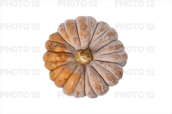 Top view of mature ribbed 'Black Futsu' pumpkin squash with orange skin on white background