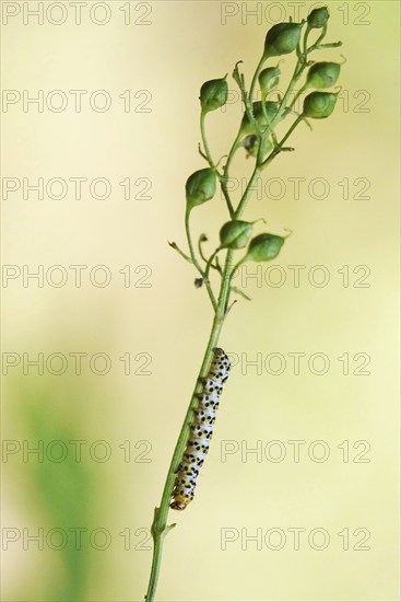 Upper Lusatian heath and pond landscape, brown-rooted monk caterpillar, June, Saxony, Germany,