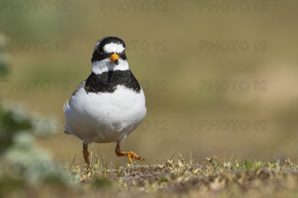 Ringed plover (Charadrius hiaticula) adult bird walking on coastal grassland, England, United