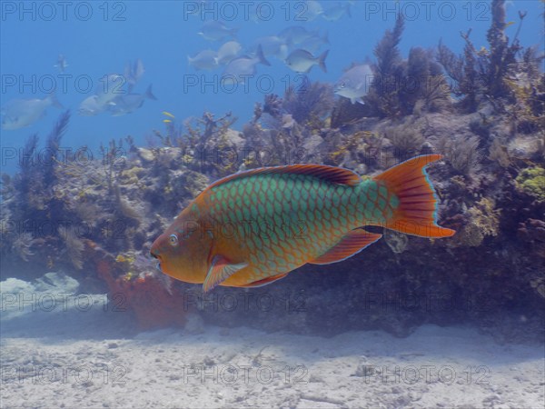 A large, colourful tropical fish, rainbow parrotfish (Scarus guacamaia), swims near a coral reef.