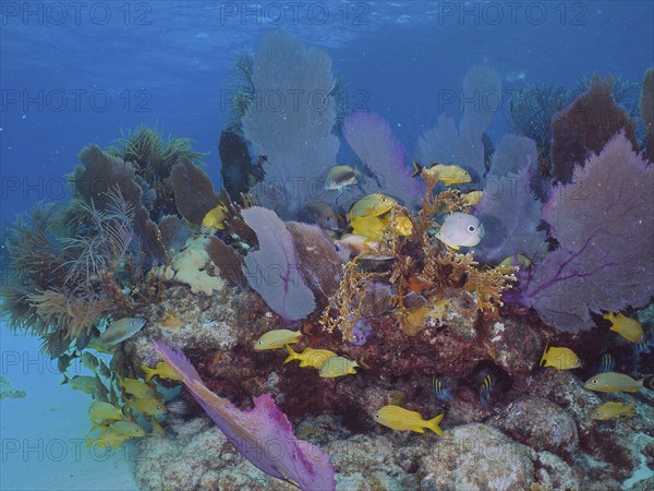 Yellow Haemulinae in a colourful coral reef with common sea fan (Gorgonia ventalina) . Dive site