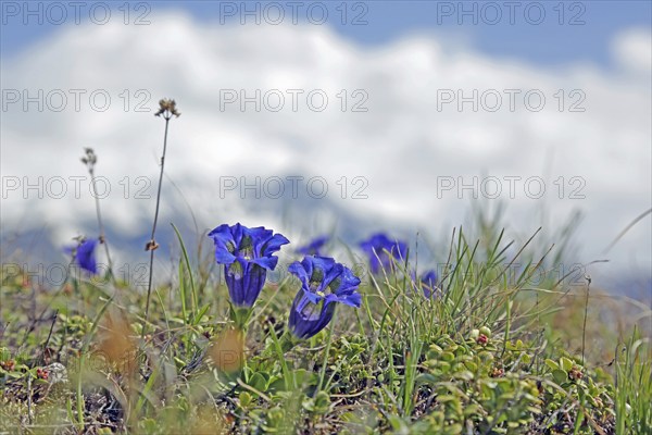 Gentian (Gentiana)