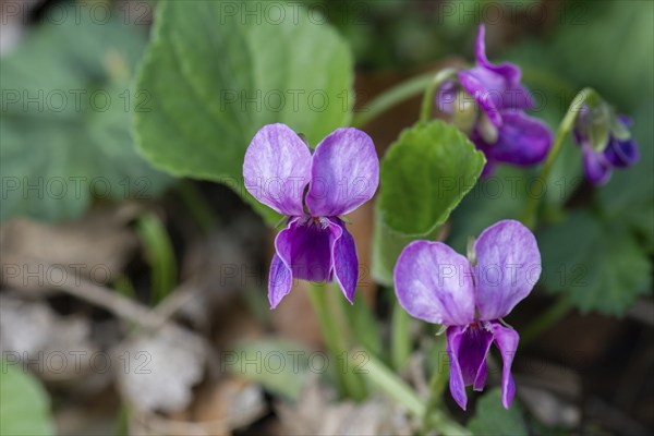 Fragrant violet (Viola odorata) Bavaria, Germany, Europe