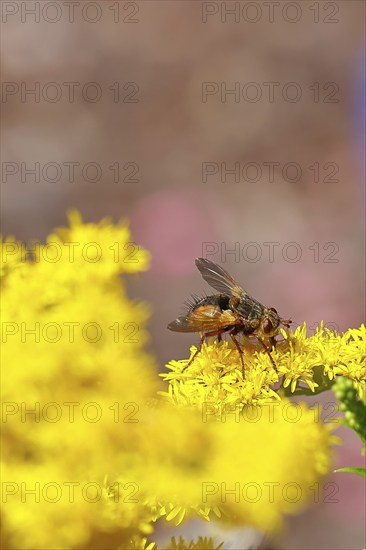 Hedgehog fly (Tachina fera), collecting nectar from a yellow flower of Solidago canadensis