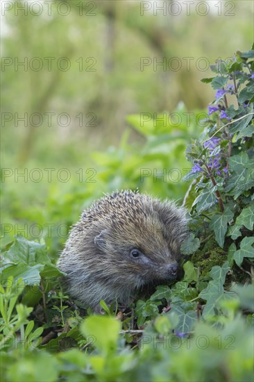 European hedgehog (Erinaceus europaeus) adult animal in a springtime woodland, England, United