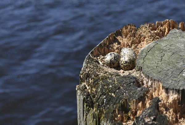 Oystercatcher clutch (Haematopus ostralegus)