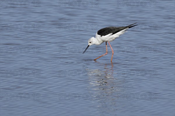 Black winged stilt (Himantopus himantopus) adult wading bird feeding in shallow water, England,