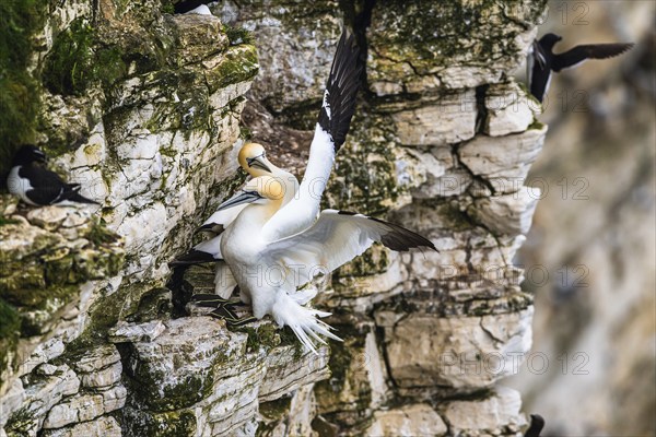 Northern Gannet, Morus bassanus, pair of birds on the cliff, Bempton Cliffs, North Yorkshire,