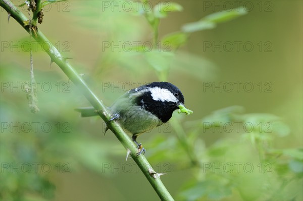 Coal tit (Periparus ater) perched on a green branch in a forest, Bavaria