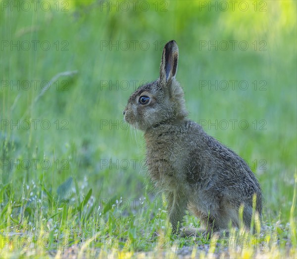 European hare (Lepus europaeus) young animal sitting on a forest path, wildlife, Thuringia,