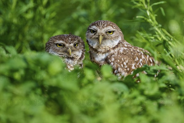 Two burrowing owls (Speotyto cunicularia) sitting together in the meadow, Pembroke Pines, Florida,