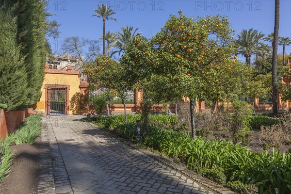 Jardines del Alcazar, gardens with palm trees in the Alcazar, Royal Palace of Seville, Seville,