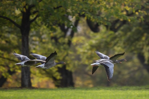 Greylag geese in flight, Rosensteinpark, Stuttgart, Baden-Württemberg, Germany, Europe