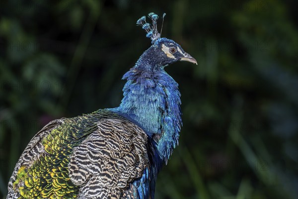 Indian peafowl (Pavo scalloped ribbonfish), recumbent, captive, Germany, Europe