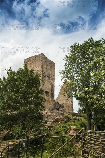 Castle ruins, Les Trois Châteaux d'Eguisheim, Eguisheim, Plus beaux villages de France, Haut-Rhin,