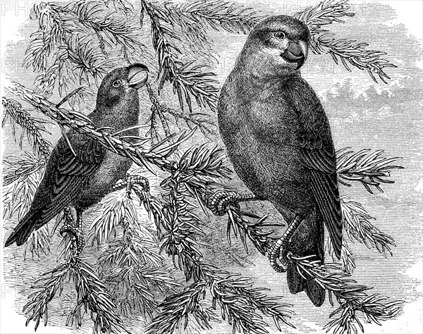 Pine Crossbill, Loxia pytyopsittacus, a songbird of the finch family, historical, digital