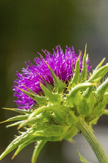 Blossom of carduus marianus (Silybum marianum) in close-up with blurred green background, Ternitz,