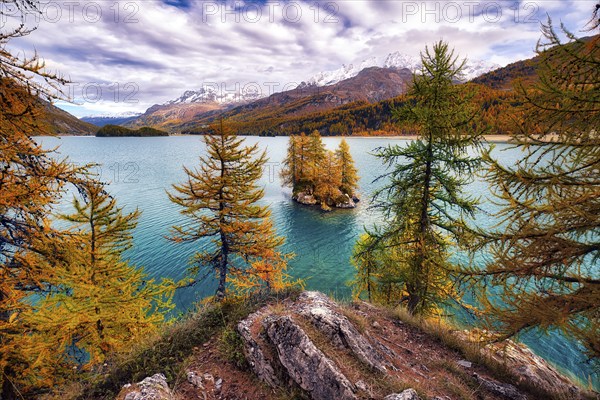 Island with autumn-coloured larches in Lake Sils, Engadin, Canton Graubünden, Switzerland, Europe