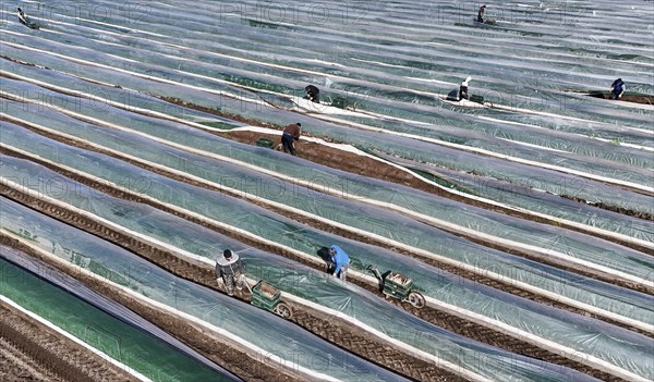 The first asparagus is harvested from a foil-covered asparagus field, Beelitz, 26/03/2024