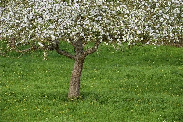 Blossoming apple tree in a green meadow, surrounded by spring flowers, Obernburg, Spessart,