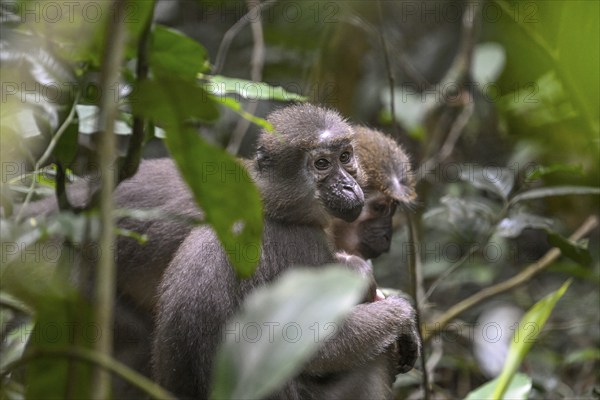 Olivet (Cercocebus agilis) near the Baï-Hokou, Dzanga-Ndoki National Park, Unesco World Heritage