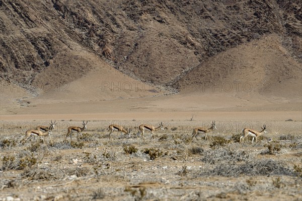 Angola springboks (Antidorcas angolensis) in the Ganamub dry river, Kaokoveld, Kunene region,