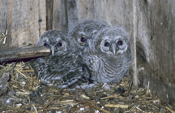 Tawny Owl, (Strix aluco) young birds, 22, 24 and 26 days old, in breeding den, a former dovecote,