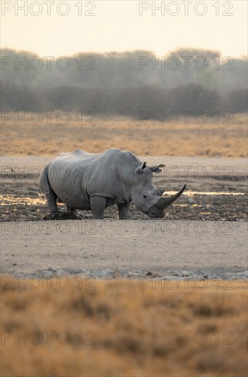 Southern white rhinoceros (Ceratotherium simum simum), rhino in a mud bath, in the evening light,