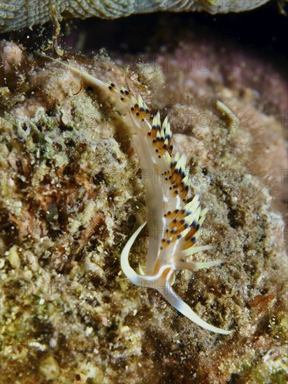 Delicate, long-limbed sea snail with colourful dots, Indian caloria (Caloria indica), crawls over a