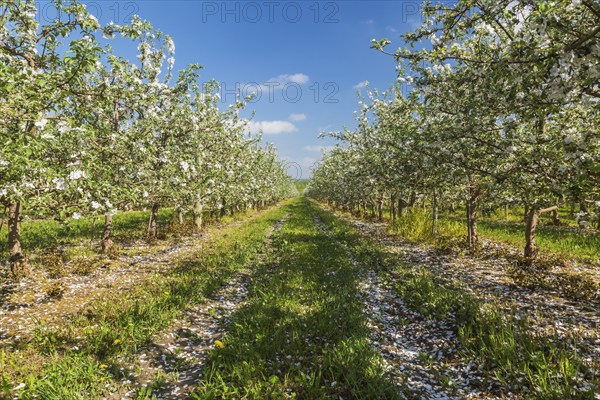 Orchard of Malus domestica, Apple trees with white flower blossoms in spring, Quebec, Canada, North