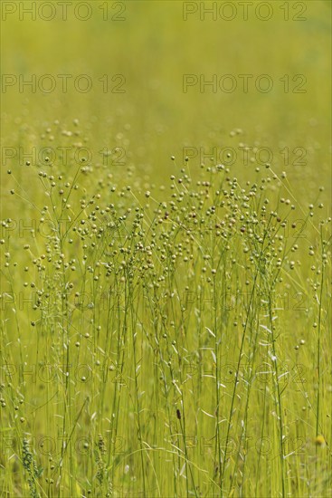 Linen as meadow planting, renewable raw materials, traditional, arable farming, agriculture,