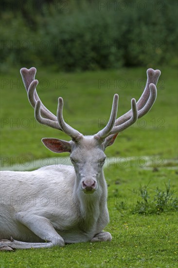 Leucistic red deer (Cervus elaphus) stag, white morph at forest edge with antlers covered in velvet