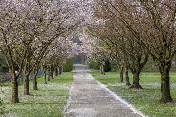 Japanese flowering cherry (Prunus serrulata), Gemen, Münsterland, North Rhine-Westphalia, Germany,