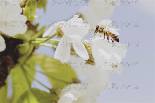 Bee on a cherry blossom, photographed in Jauernick-Buschbach, 12/04/2024