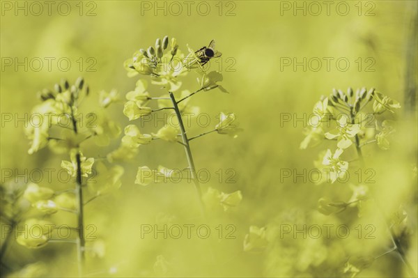 Bee on a rape blossom, photographed in Waldhufen, 12/04/2024
