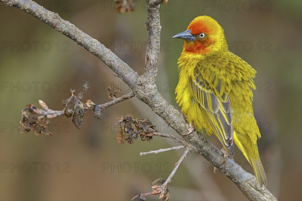 Cape weaver (Ploceus capensis), West Coast National Park, Langebaan, Western Cape, South Africa,